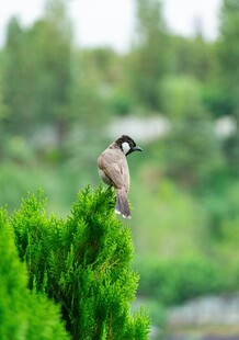 枝头小鸟栖于翠绿植物间