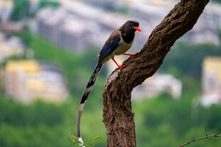 红嘴蓝鹊栖息于枝头