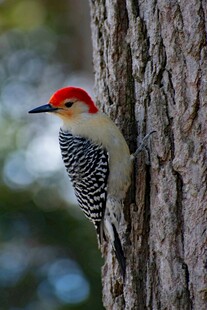 红顶啄木鸟栖于树干