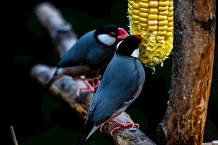 蓝鹊啄食玉米画面