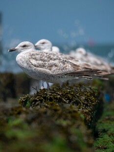 海边栖息的几只海鸥