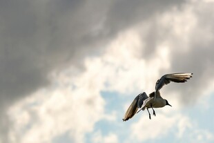翱翔天际的飞鸟