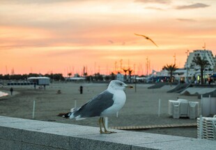 夕阳下海鸥立于码头
