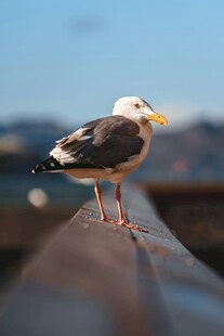 海鸥立于栏杆上