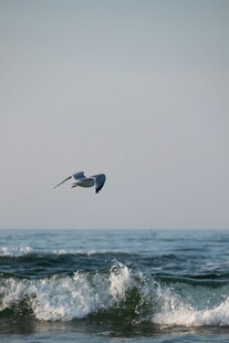 海鸥翱翔于海浪之上
