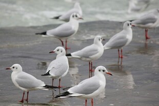 海边成群站立的白色海鸥