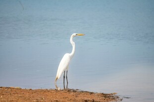 岸边独立的优雅白鹭