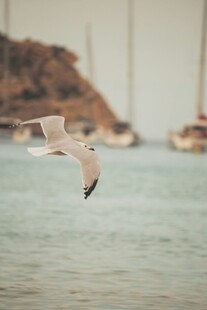 海鸥翱翔于海面