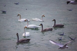 湖面上的多种水鸟共舞