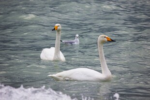 水中优雅天鹅与海鸥相伴
