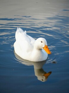 水中白鸭悠然自得