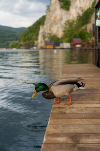 木栈道上的绿头鸭