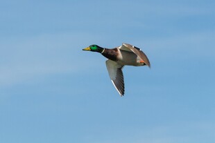 飞翔的绿头鸭