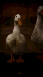 两只白鸭站立的画面