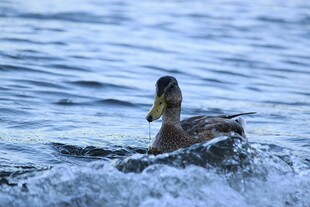 水中畅游的鸭子