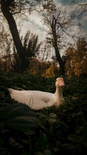 林中白裙女子的梦幻场景