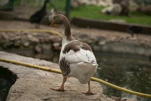岸边绳索拴着的一只鹅