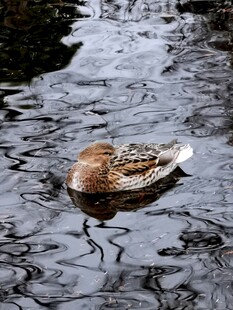 水中休憩的鸭子