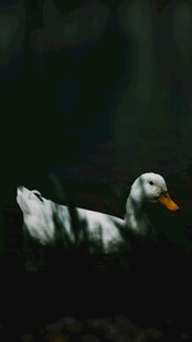 水中游弋的白鸭子