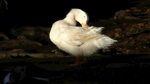 白鸭水中专注理羽毛