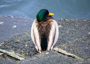 岸边休憩的绿头鸭