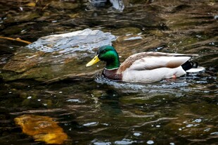 水中绿头鸭悠游