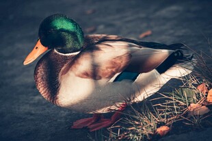 静卧水边的绿头鸭