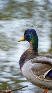 水边绿头鸭特写