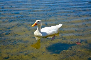 水中白鸭悠然自得