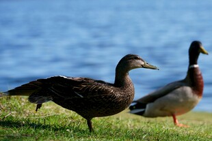 草地上的两只鸭子