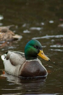 绿头鸭水中悠然游动
