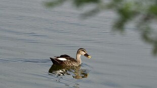 水中游弋的可爱小水鸟
