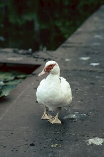 白鸭独行