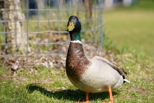 草地上的绿头鸭