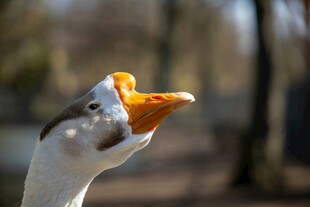 白鹅仰头吃橙色食物