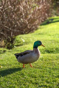 绿草地上的独行野鸭