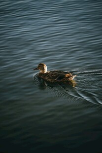 水中游弋的鸭子