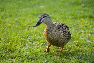 草地上行走的一只野鸭