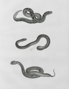 手绘蛇类图案展示