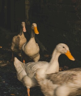 一群鸭子在地面行走
