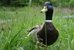 草地上的一只野鸭