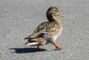 路上独行的鸭子