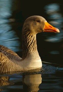 水中游弋的灰鹅