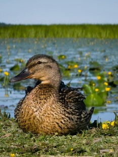草地上休憩的野鸭