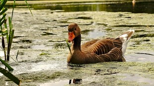 水中游弋的灰鹅