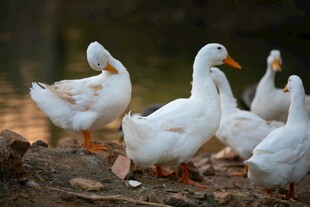 一群白鹅在岸边