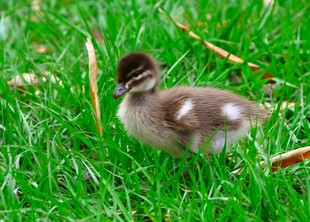 草地上的小鸭子