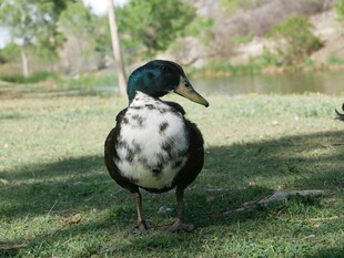 草地上的绿头鸭