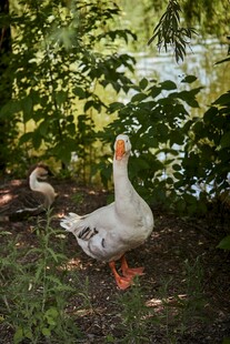 林间湖畔的悠闲白鹅