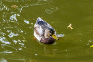 水中游弋的鸭子